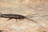 Un poisson d'argent (Zygentoma  - Lepismatidae  - Ctenolepisma lineata)